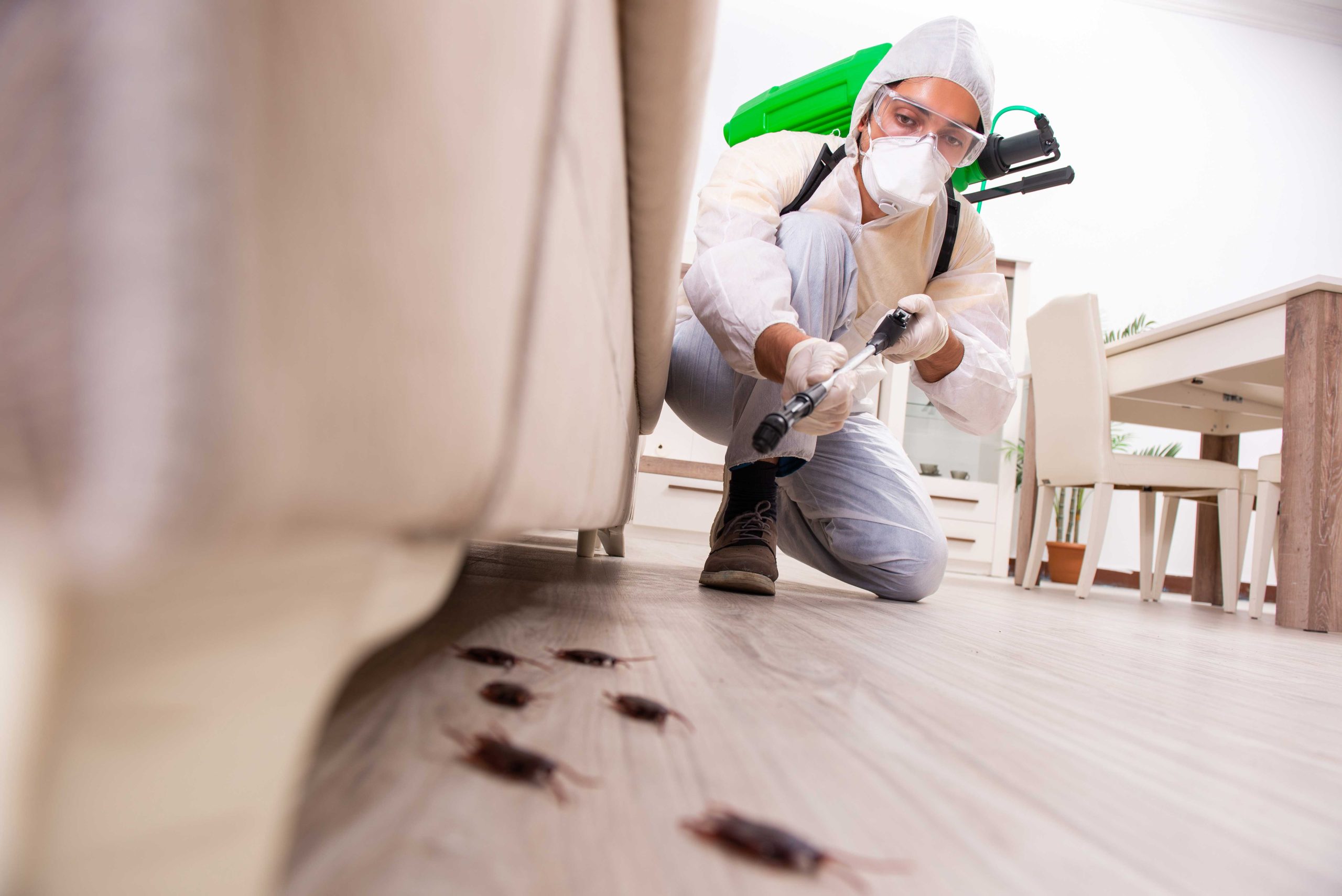 Pest-Control experts in Mesa specializing in prevention and eradication of various pests. Don't let pests damage your property and endanger your health.